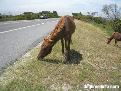 A Ponies is eating grass roadside. There is another Pony behind it and it is standign on a hill.
