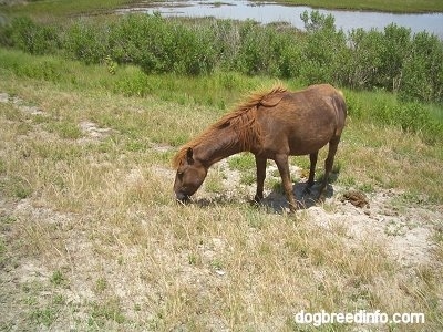 The front left side of a brown Pony that is eating grass.