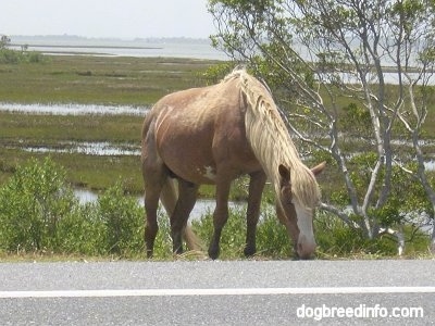The front right side of a Pony eating grass roadside. There is a tree to the right of it.
