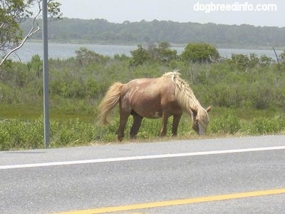 The front right side of a Pony eating grass roadside