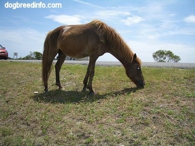 The right side of a brown Pony that is eating grass.