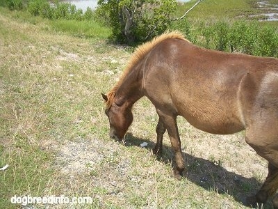 The back left side of a Pony that is eating grass on a roadside.