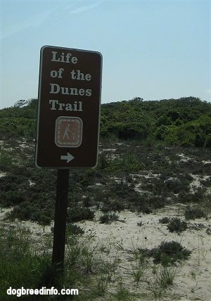 Sign that reads 'Life of the Dunes Trail'