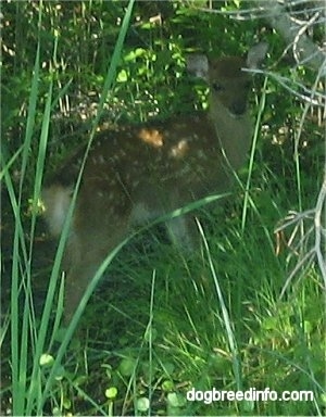 The right side of a Baby Sika Deer that is looking forward through trees.