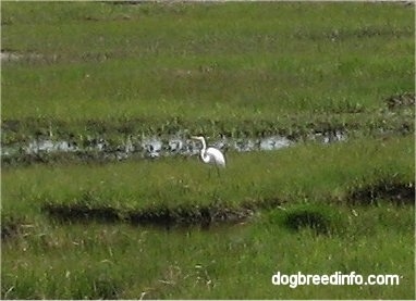 Egret walking around the marshland of Assateague Island
