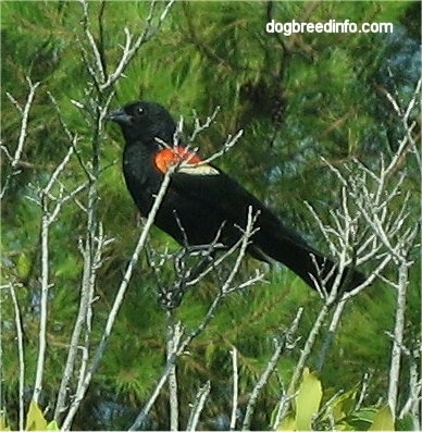 The left side of a Red Winged Black Bird sitting in tree