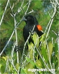 The front left side of a Red Winged Black Bird that is sitting in a tree