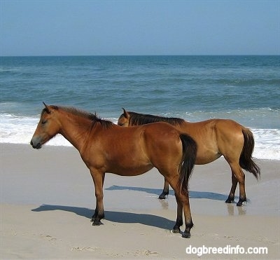 The left side of Two brown Ponies that are standing beachside