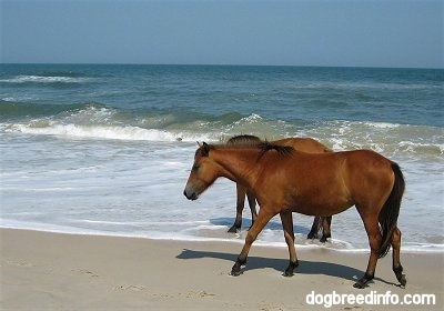 The left side of Two Ponies walking along the beach one in the water and one in the sand
