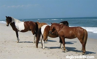Four Ponies are standing in a spot beachside