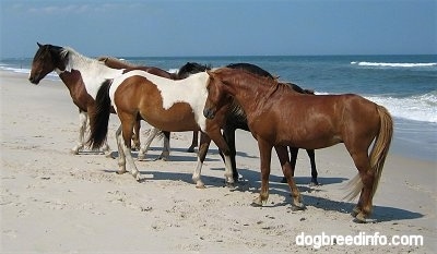 Five ponies walking away from the water