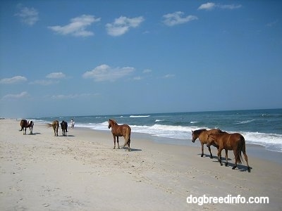 Seven Ponies walking beachside with people standing on the beach