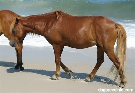 Close Up - The left side of a brown Pony that is walking beachside with some great waves coming in