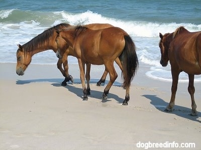 A Pony is walking beachside and Two Ponies are walking to the water at the beach.