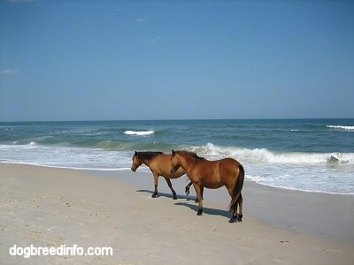 Two Ponies walking beachside with great waves in the water