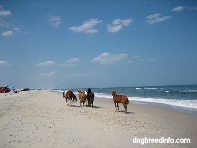 Four ponies running ahead of a Pony beachside