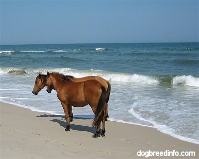 Two Ponies standing beachside. Waves are crashing behind them.