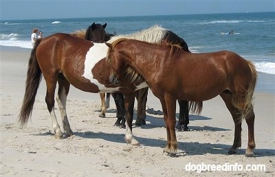Five Ponies standing beachside with people behind them.