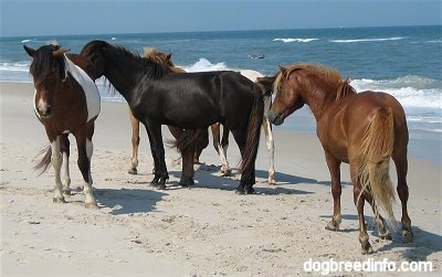 A herd of five ponies standing on the beach with a seagull flying behind them.