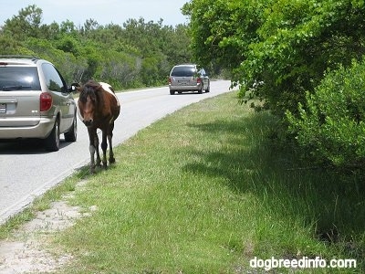 A Pony is walking roadside with cars passing by