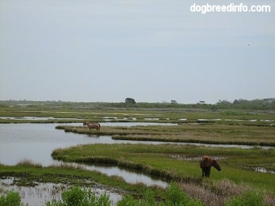 Three Ponies standing in the marshland