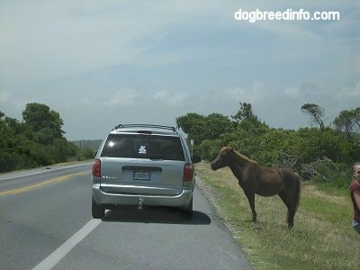 A Van is pulled over roadside next to a Pony
