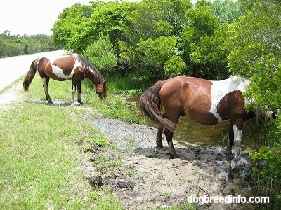 The right side of a Pony eating grass and the back right side of another Pony that is drinking from a creek.