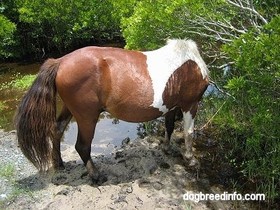 The back right side of a paint Pony drinking from the creek