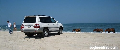 The back right side of a Toyota Land Cruiser on the beaches of Assateague Island National Seashore three ponies walking down the beach