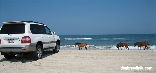 The back right side of a Toyota Land Cruiser on the beaches of Assateague Island National Seashore and there are horses in front of it