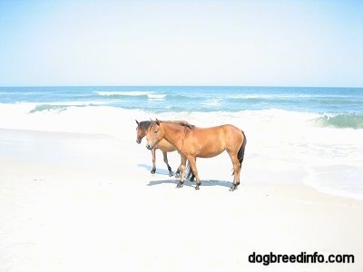 Two brown ponies standing in front of the ocean