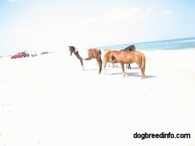 Three Ponies on the beach and families fishing out of their car in the background