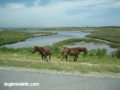 Two ponies walking in a marshy area