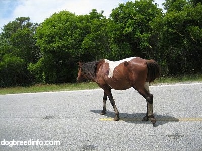 The back left side of a paint Pony walking down the road