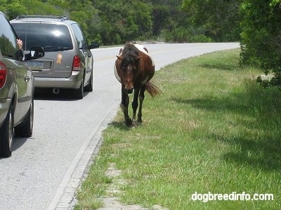 A paint Pony is trotting roadside with cars driving by