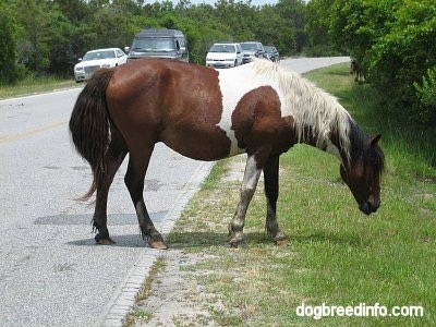 The right side of a paint pony that is walking to the side of a road