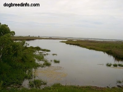 Marshland with lots of water