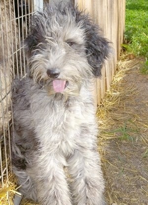 A grey with black and white Aussiedoodle is sitting against a fence with its mouth open and its tongue out.