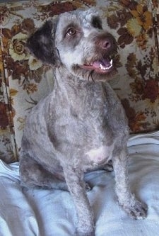 A shaved, grey with black and white Aussiedoodle is sitting on a brown and tan floral couch and it is looking up and to the right. Its mouth is open.