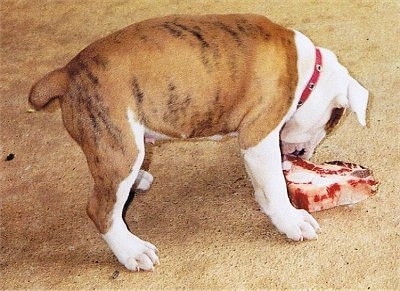 The right side of a brown with white and black Australian Bulldog puppy that is eating a raw cut of meat.