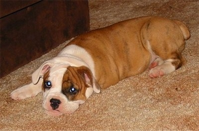 A brown with white and black Australian Bulldog puppy is laying down across a carpet and in front of an ottoman.