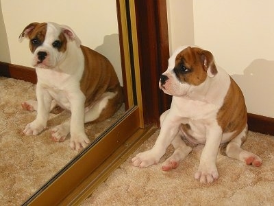 A brown with white and black Australian Bulldog puppy is sitting in front of a door mirror and it is looking at itself in the mirror.
