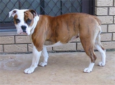 The left side of a brown with white and black Australian Bulldog standing across a window