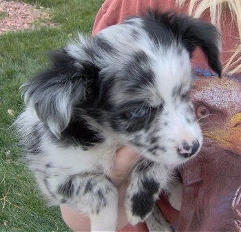 A merle grey with black and white toy Australian Shepherd puppy is being held in the arms of a person who is wearing a red shirt with the head of an Eagle bird on it.