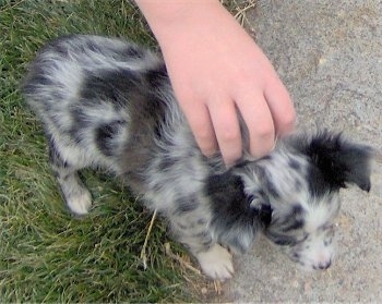 A merle grey with black and white toy Australian Shepherd puppy is standing with its back end on grass and front end on the sidewalk. A person is petting the back of the puppy