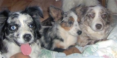 Three merle Toy Australian Shepherds laying down in a row on a humans bed covered with a pastel colored comforter - Left a blue-eyed black and white dog has its tongue out and is laying next to a black, grey, brown and white dog in the middle and on the right is a grey, white and tan dog.