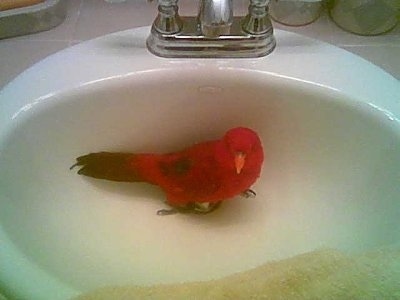 A Red Lory Bird is standing in a bathroom sink and it is looking forward.
