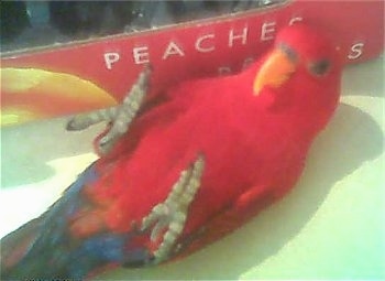 A Red Lory Bird is laying on its back with its feet it air looking up. There is a Peaches box behind it.