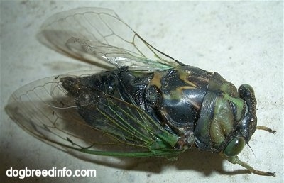 Close Up - Annual Cicada on a wall