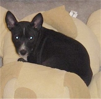 Hope the Basenji puppy laying on a lot of tan pillows